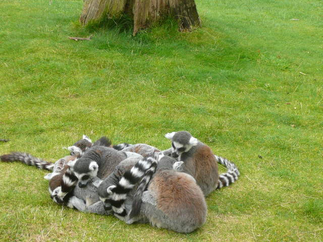 Lemurs