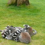 Lemurs