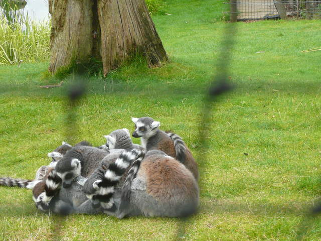 Lemurs