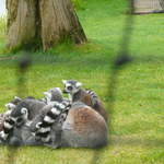 Lemurs