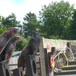 Sealions