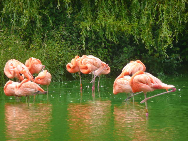 Flamingos