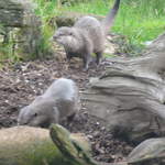Otters