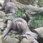 Otters