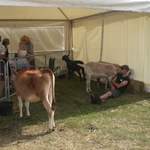 Cows and farmer sleeping