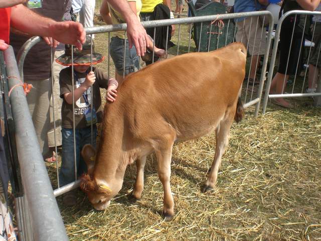 Cow