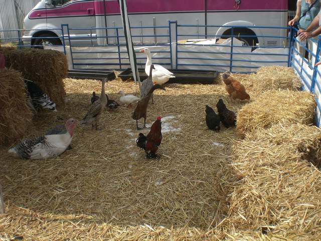 Chickens