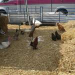 Chickens
