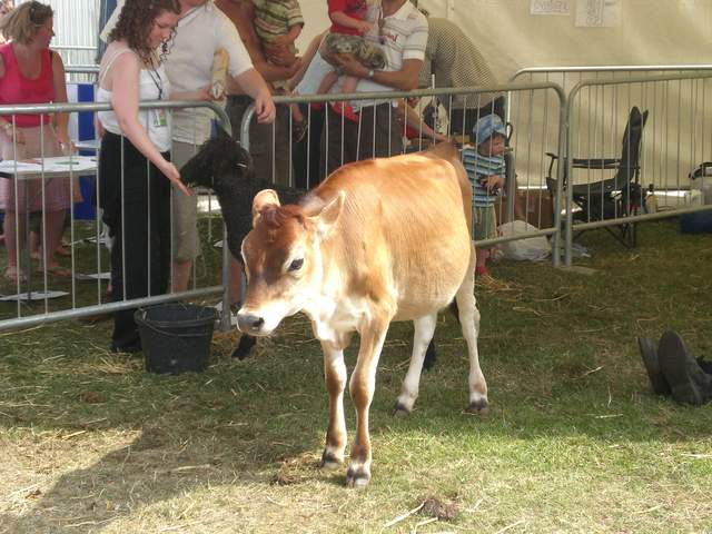 Cow