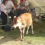 Cow