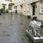 Zebrapig