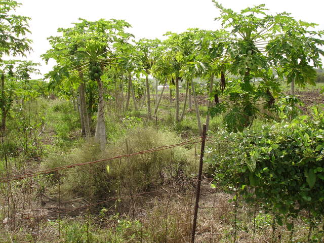 Local produce on Eco tour