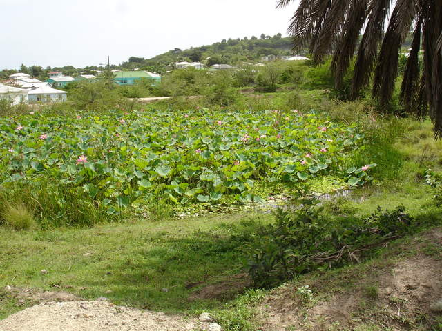 Lillies on pound 