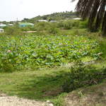 Lillies on pound 