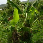 Banana Tree