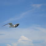 Seagul following boat