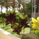 Beautiful plants in hotel garden