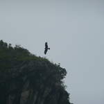 Birds around Ha Long Bay
