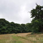 Cassiobury Park