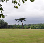 Cassiobury Park