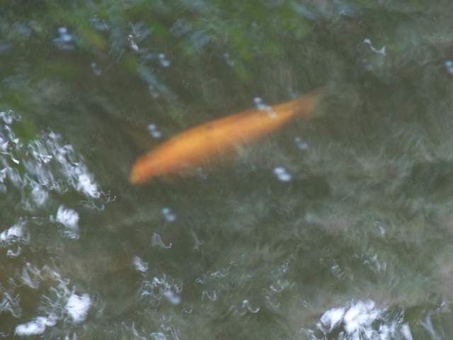 100_4430