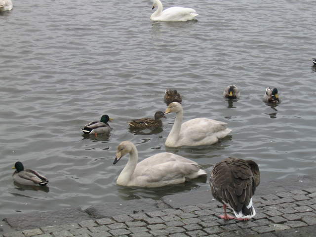 Iceland 071.jpg