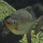 Berlin Zoo Fish