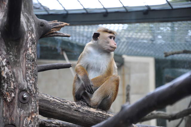 Berlin Zoo Monkey