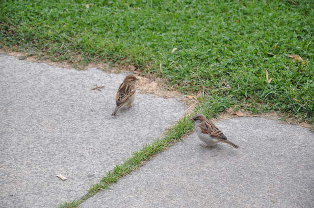 Sparrows