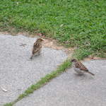 Sparrows