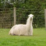 Llama