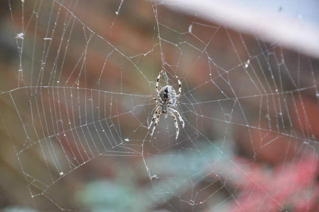 Spider