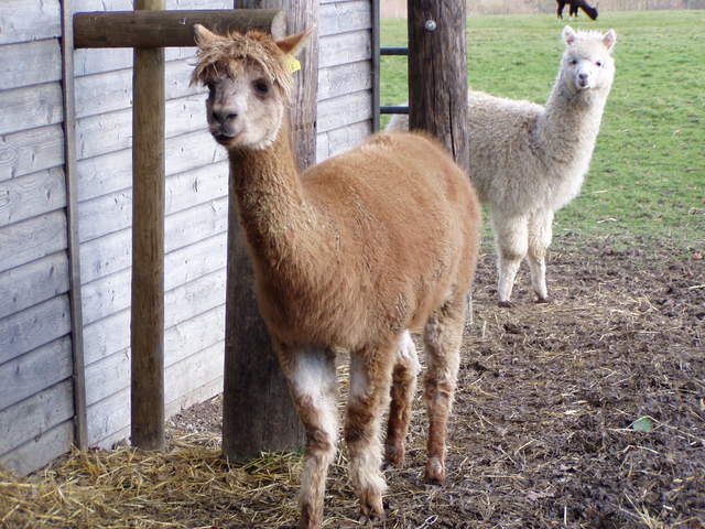 llama-farm 032