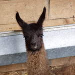 llama-farm 039