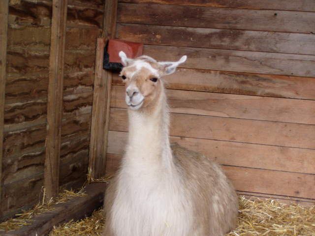 llama-farm 041