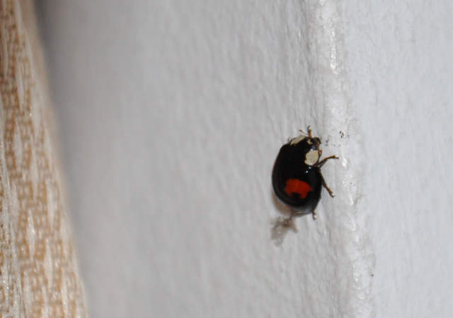 Ladybird