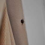 Ladybird