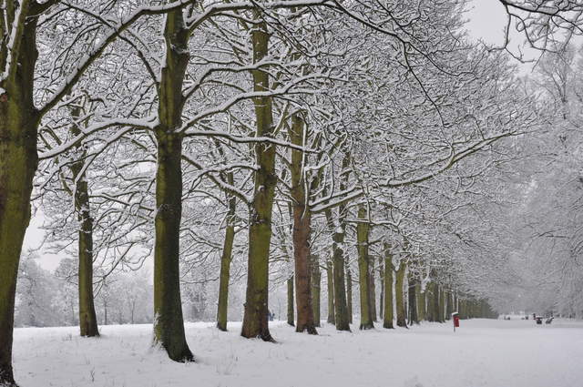 Cassiobury Park in the snow