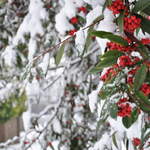Snow berries