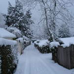 Snow Jan 2010 Bramshott