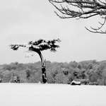 The Best Tree in Cassiobury Park, possibly the world