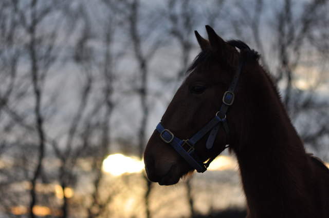 Horse at sunset
