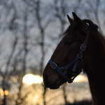 Horse at sunset