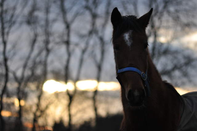 Horse at sunset