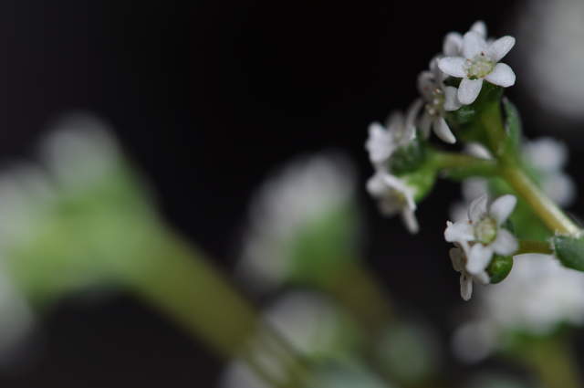 Flowering Crassula Montana Quadrangularis
