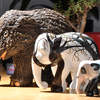 My own mini Elephant Parade.  "Woodland", "Oak, Chestnut, Plane and Elm" & "Panda"