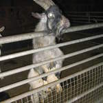 goats 015.jpg