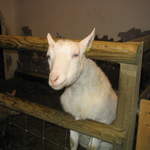 goats 026.jpg