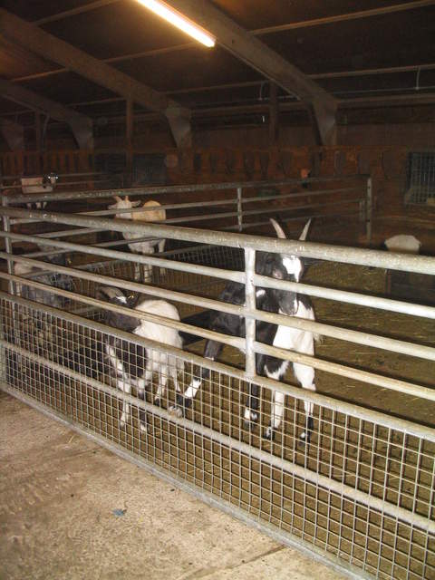 goats 027.jpg