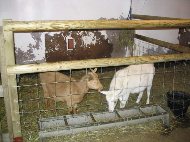 goats 028.jpg